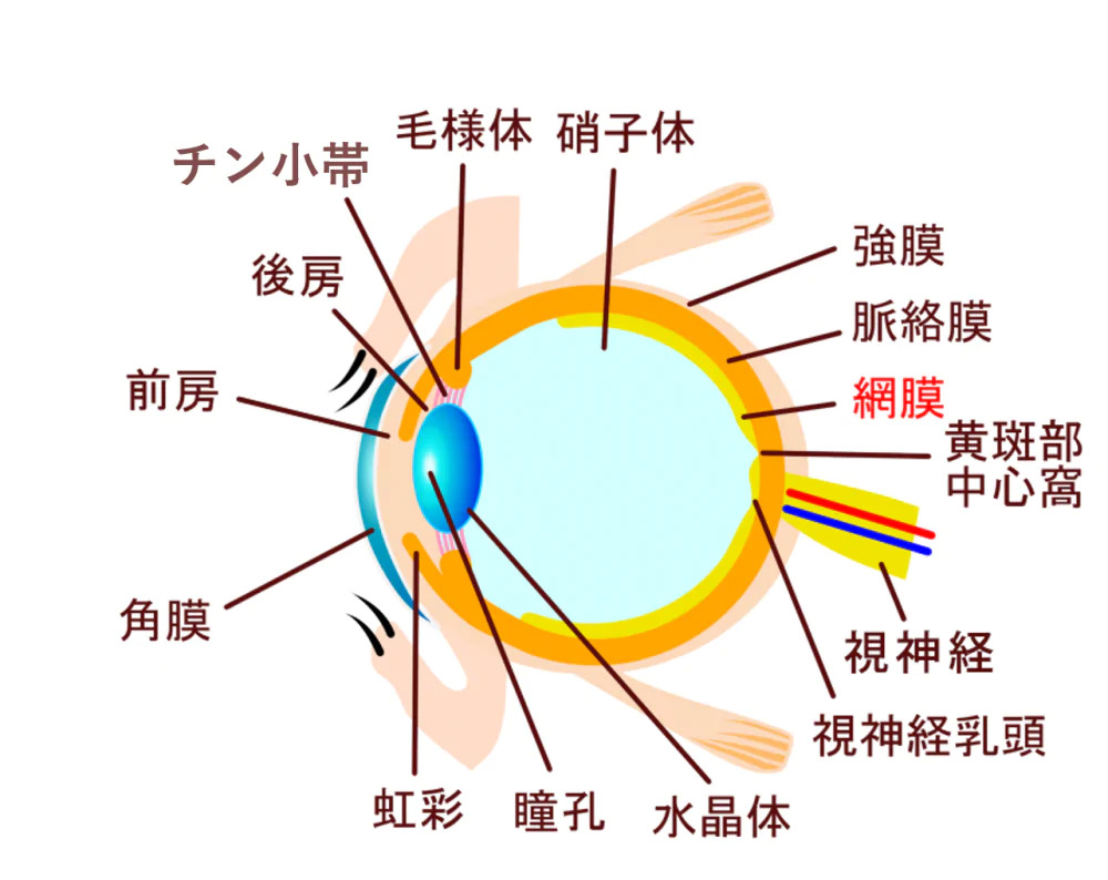 網膜の構造